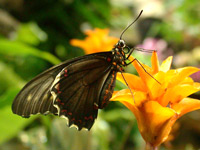 Motyle w motylarni