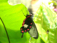 Motyle w motylarni